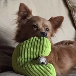 Meet your Posher, Doug